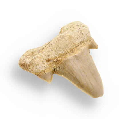 Fossilized Otodus Obliquus Tooth Wonder