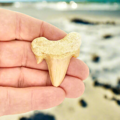 Fossilized Otodus Obliquus Tooth Wonder