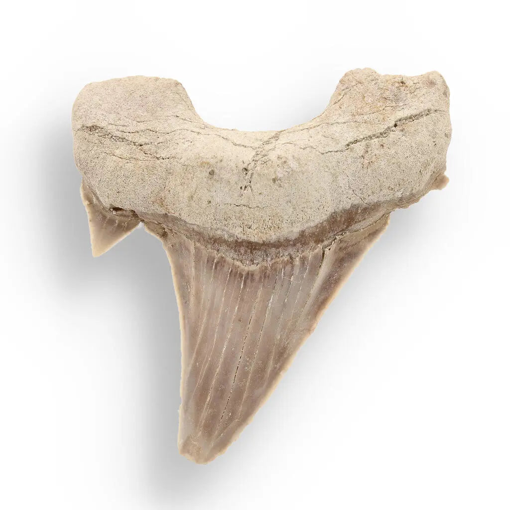 Primeval Shark Tooth Collector’s Dream