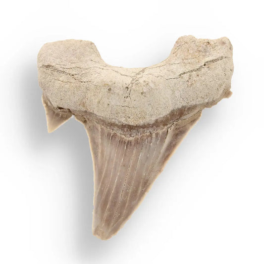 Primeval Shark Tooth Collector’s Dream