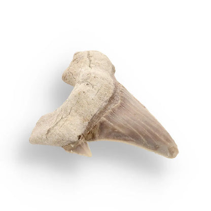 Primeval Shark Tooth Collector’s Dream