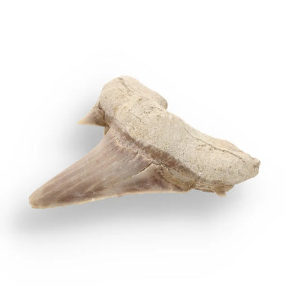 Primeval Shark Tooth Collector’s Dream