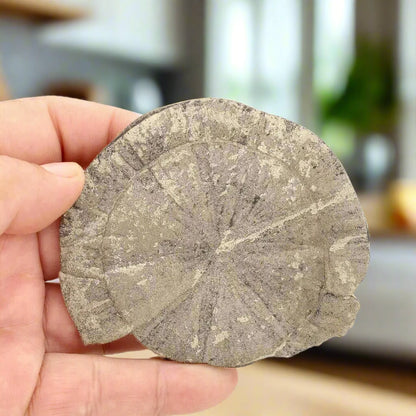 Pyrite Sun: 350-Million-Year-Old Wonder