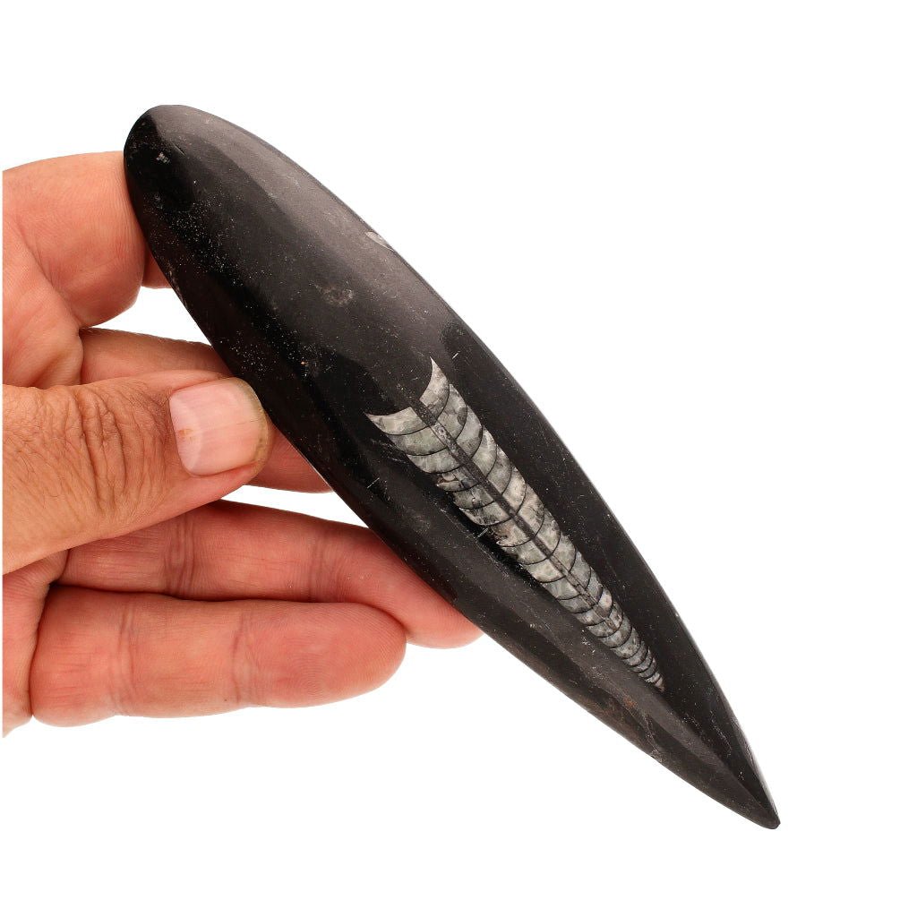 Buy your Ancient Wonder: Real Orthoceras Fossil Point online now or in store at Forever Gems in Franschhoek, South Africa