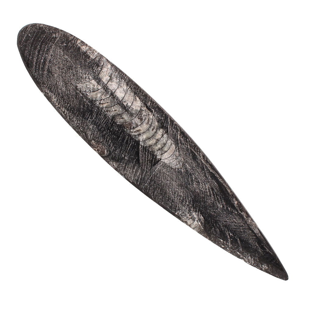 Buy your Ancient Wonder: Real Orthoceras Fossil Point online now or in store at Forever Gems in Franschhoek, South Africa