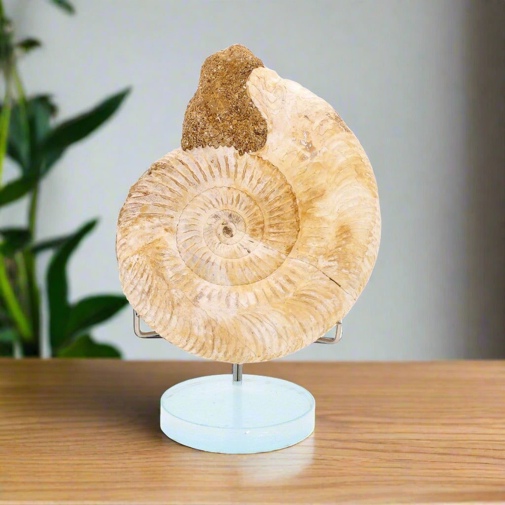 Buy your Dazzling White Spines Ammonite (Madagascar) - Start your fossil collection online now or in store at Forever Gems in Franschhoek, South Africa