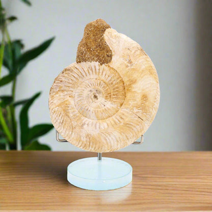 Buy your Dazzling White Spines Ammonite (Madagascar) - Start your fossil collection online now or in store at Forever Gems in Franschhoek, South Africa