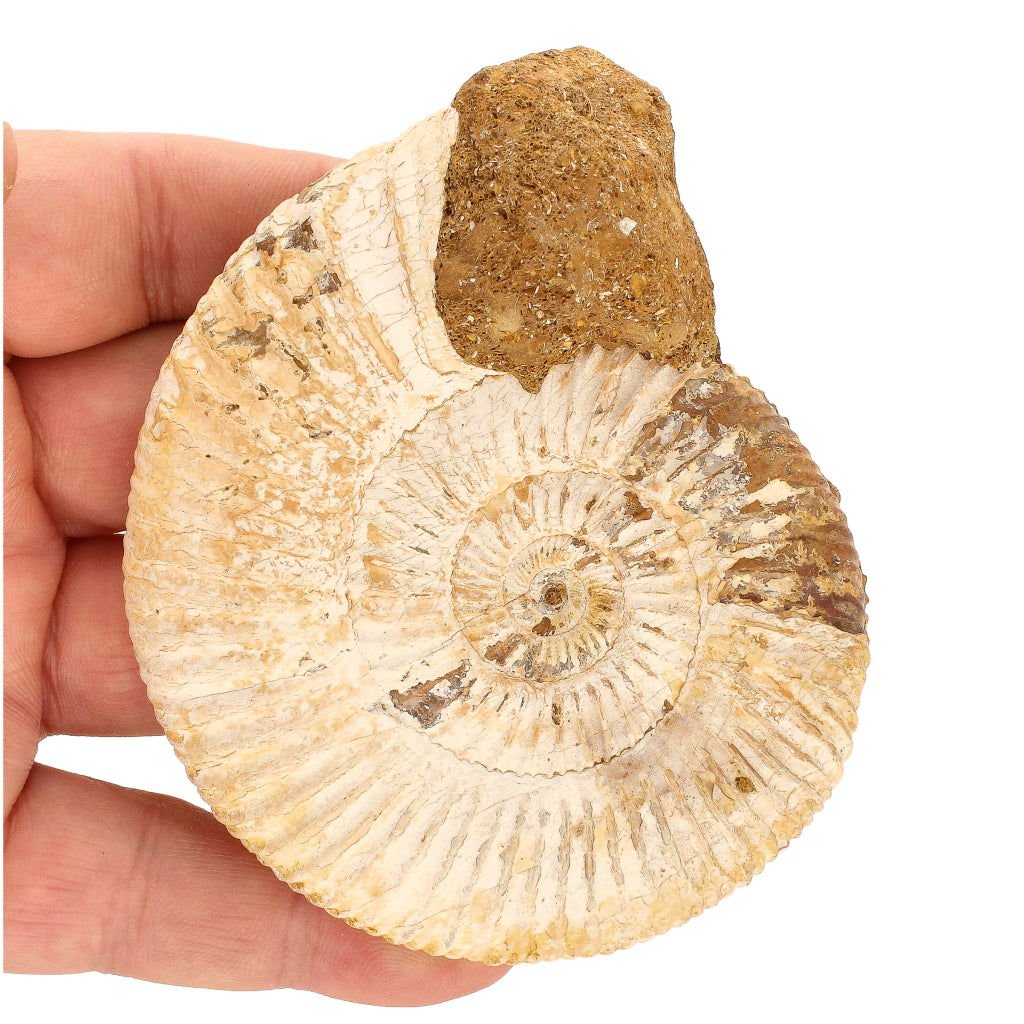 Buy your Dazzling White Spines Ammonite (Madagascar) - Start your fossil collection online now or in store at Forever Gems in Franschhoek, South Africa