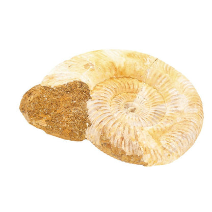 Buy your Dazzling White Spines Ammonite (Madagascar) - Start your fossil collection online now or in store at Forever Gems in Franschhoek, South Africa