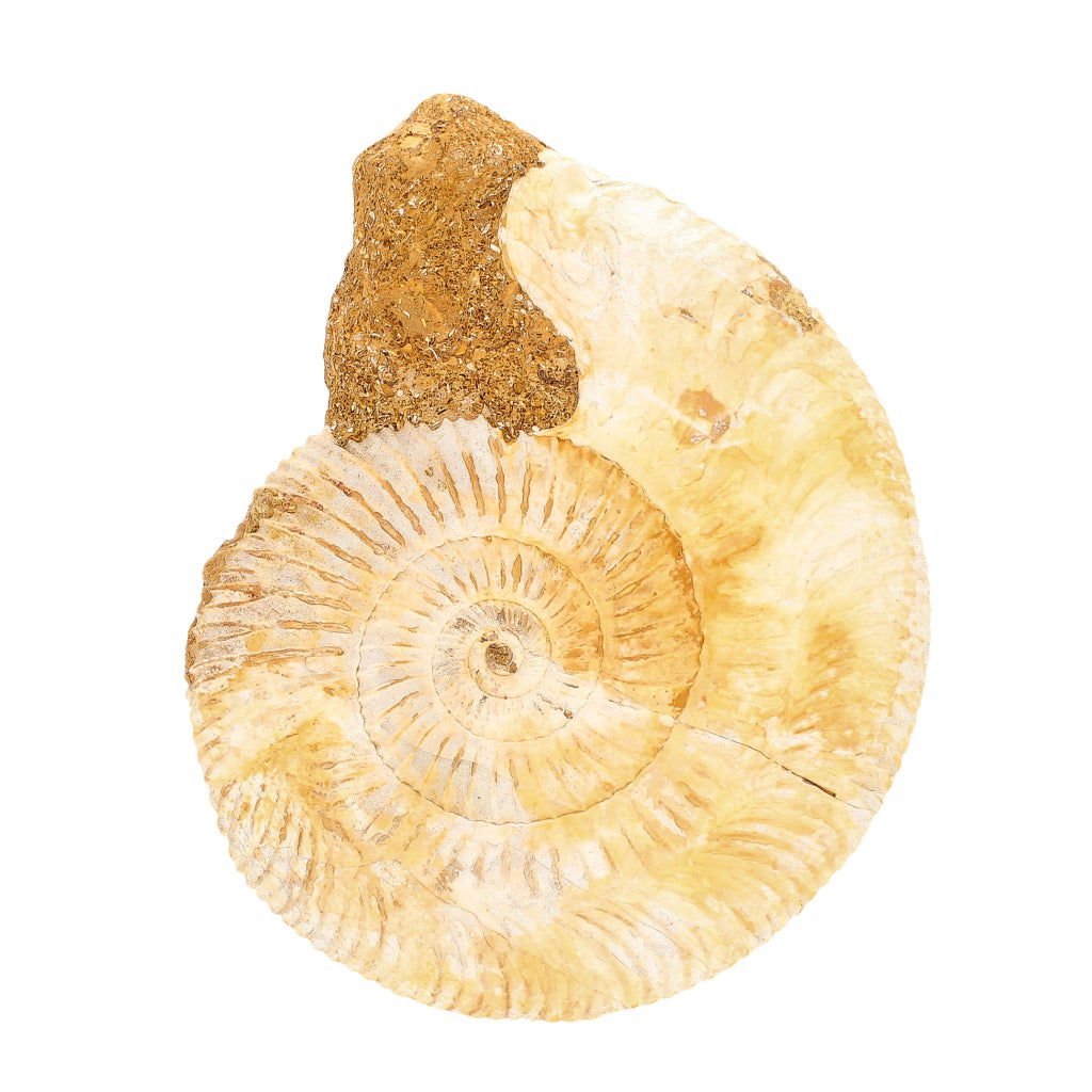 Buy your Dazzling White Spines Ammonite (Madagascar) - Start your fossil collection online now or in store at Forever Gems in Franschhoek, South Africa