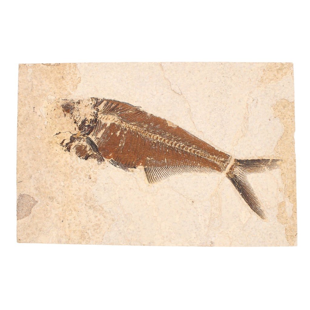 Buy your Freshwater Knightia Fossil Fish (Green River) online now or in store at Forever Gems in Franschhoek, South Africa