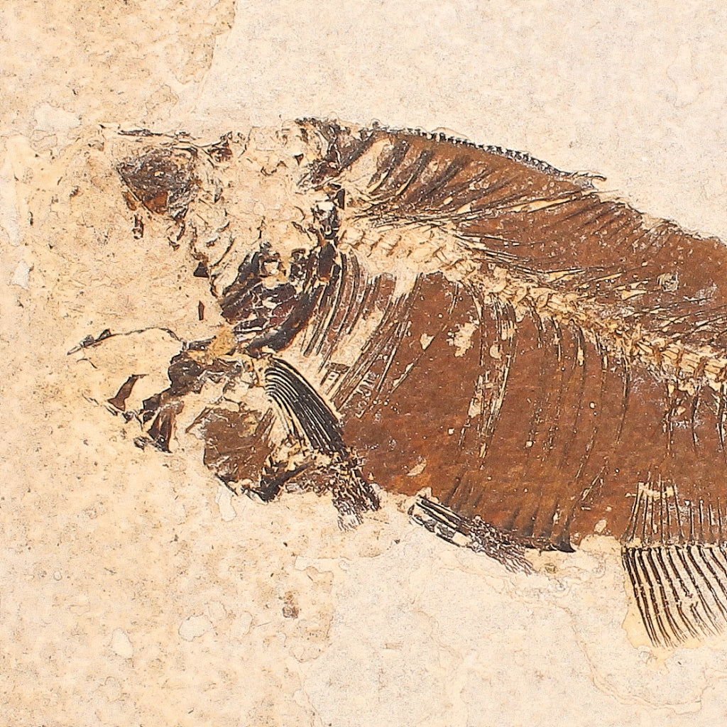 Buy your Freshwater Knightia Fossil Fish (Green River) online now or in store at Forever Gems in Franschhoek, South Africa