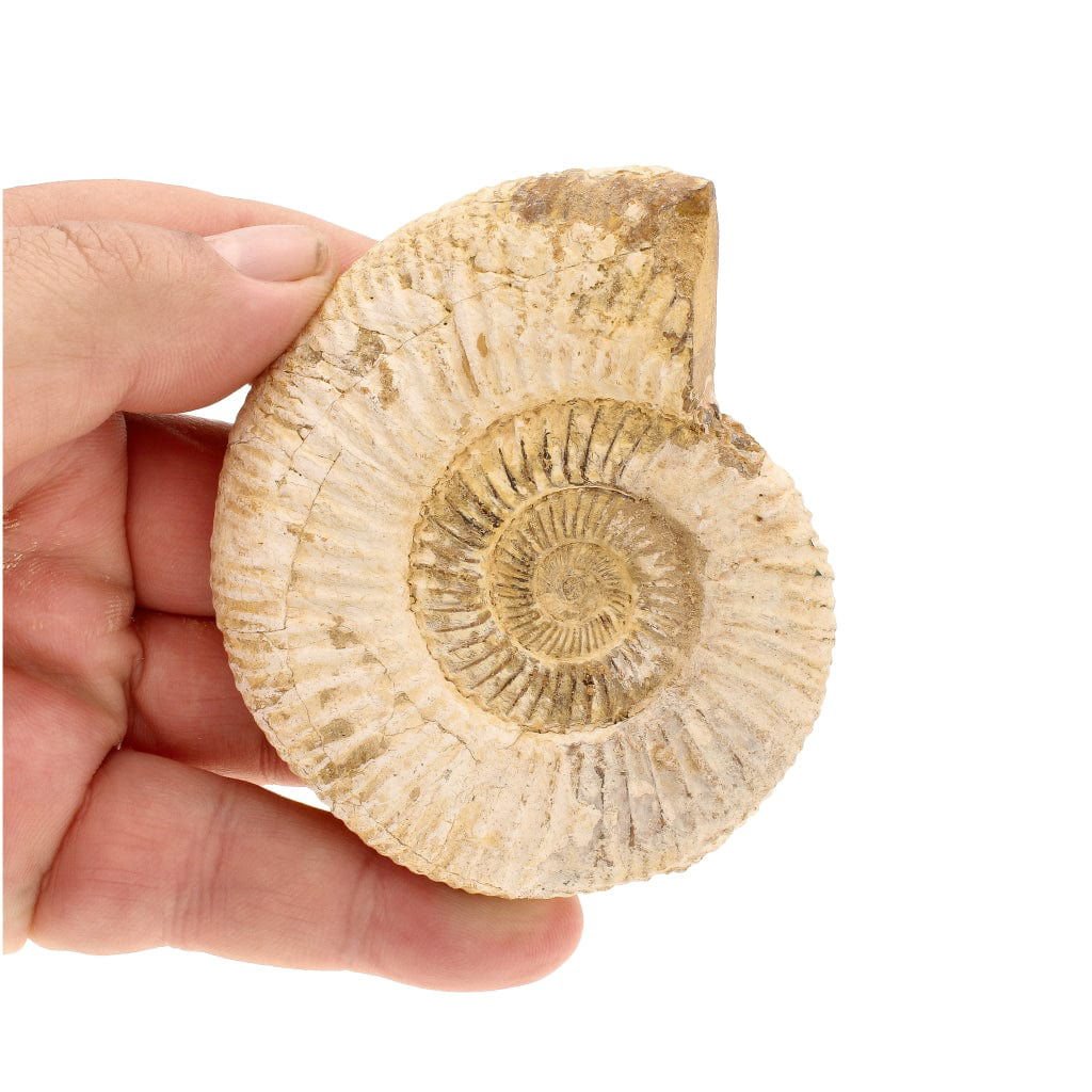 Buy your Madagascar's White Spines Ammonite - a prehistoric wonder online now or in store at Forever Gems in Franschhoek, South Africa