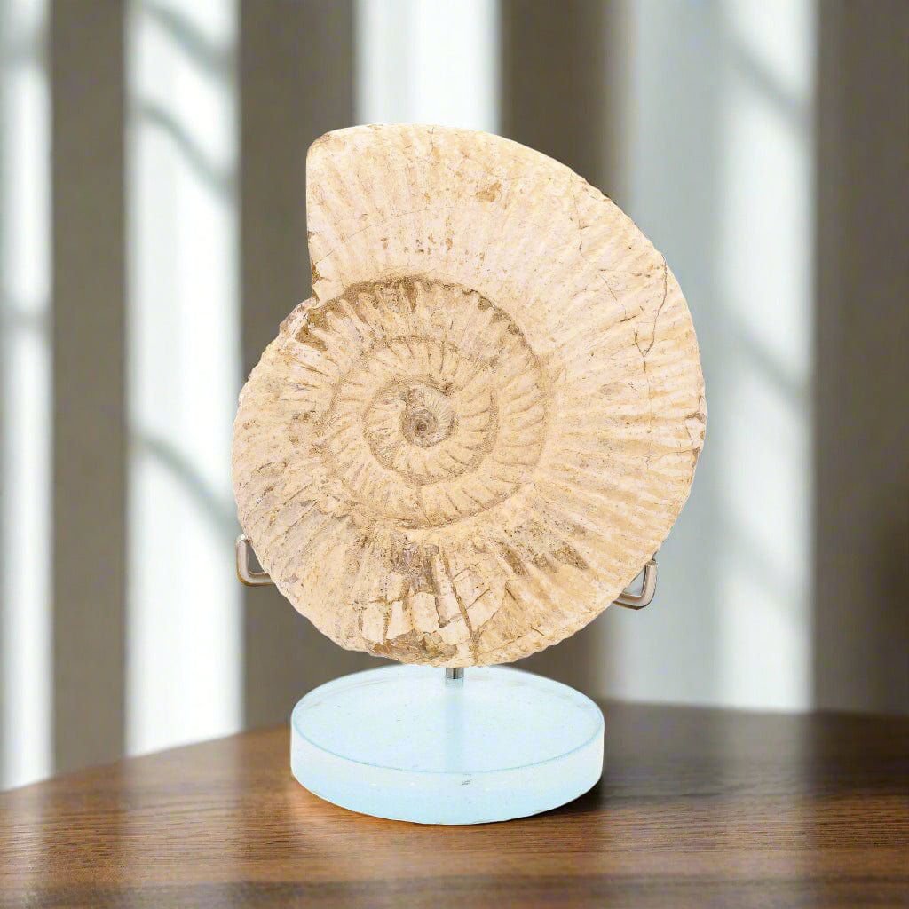 Buy your Madagascar's White Spines Ammonite - a prehistoric wonder online now or in store at Forever Gems in Franschhoek, South Africa