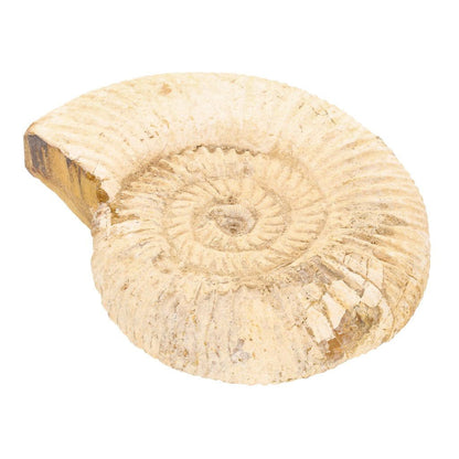 Buy your Madagascar's White Spines Ammonite - a prehistoric wonder online now or in store at Forever Gems in Franschhoek, South Africa