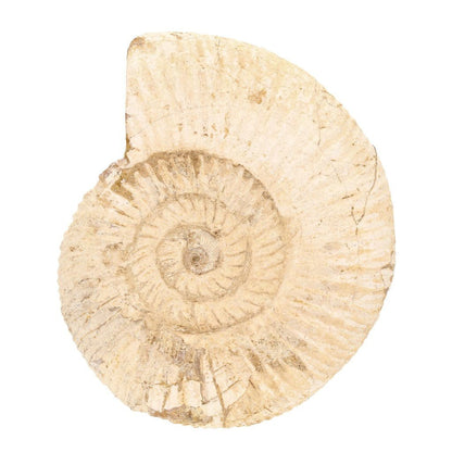 Buy your Madagascar's White Spines Ammonite - a prehistoric wonder online now or in store at Forever Gems in Franschhoek, South Africa