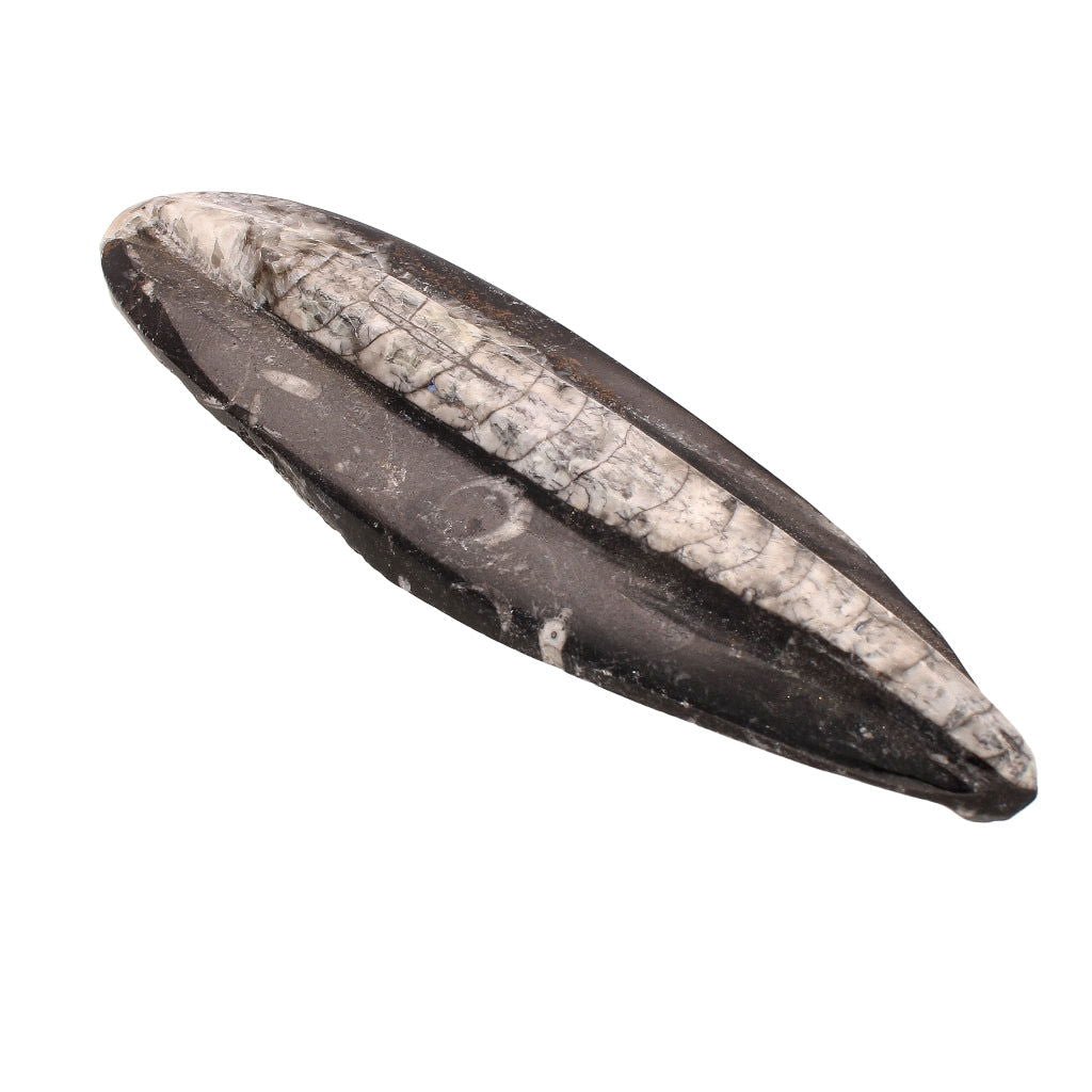 Buy your Ocean's Spire: Moroccan Orthoceras Fossil Point online now or in store at Forever Gems in Franschhoek, South Africa