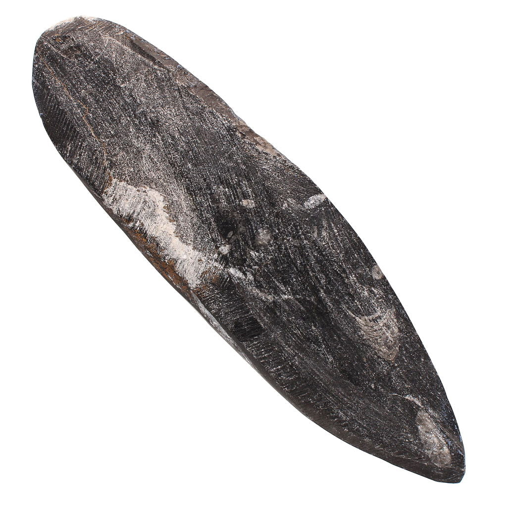 Buy your Ocean's Spire: Moroccan Orthoceras Fossil Point online now or in store at Forever Gems in Franschhoek, South Africa