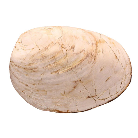 Buy your Polished Bivalves Clam Fossil online now or in store at Forever Gems in Franschhoek, South Africa