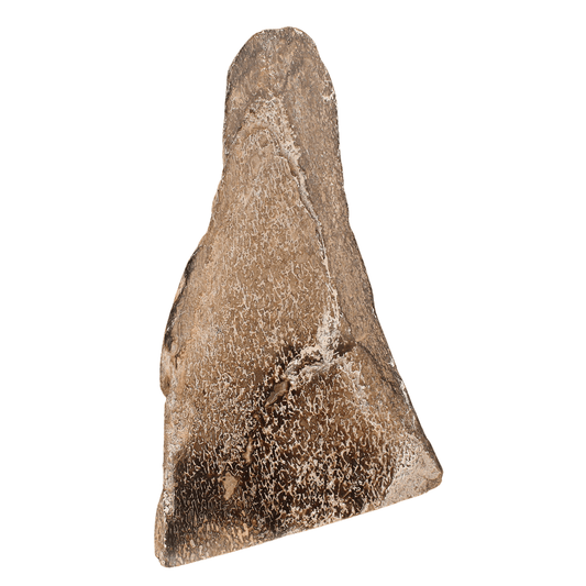 Buy your Polished Dinosaur Bone (Gembone) online now or in store at Forever Gems in Franschhoek, South Africa