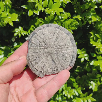 Pyrite Sun: Rare Fossil-Like Mineral Formation