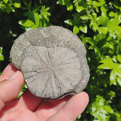 Pyrite Sun: Unique Ancient Crystal Disks