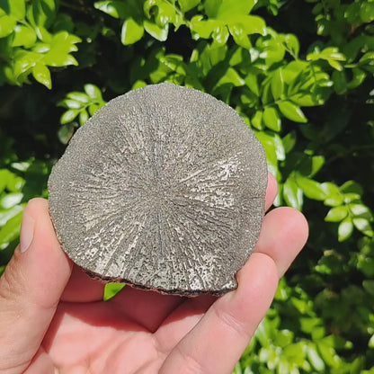 Pyrite Sun: Nature’s Unique Golden Disc