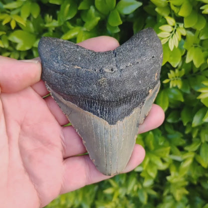 Megalodon Shark Tooth: Authentic Fossil from the Depths of Time