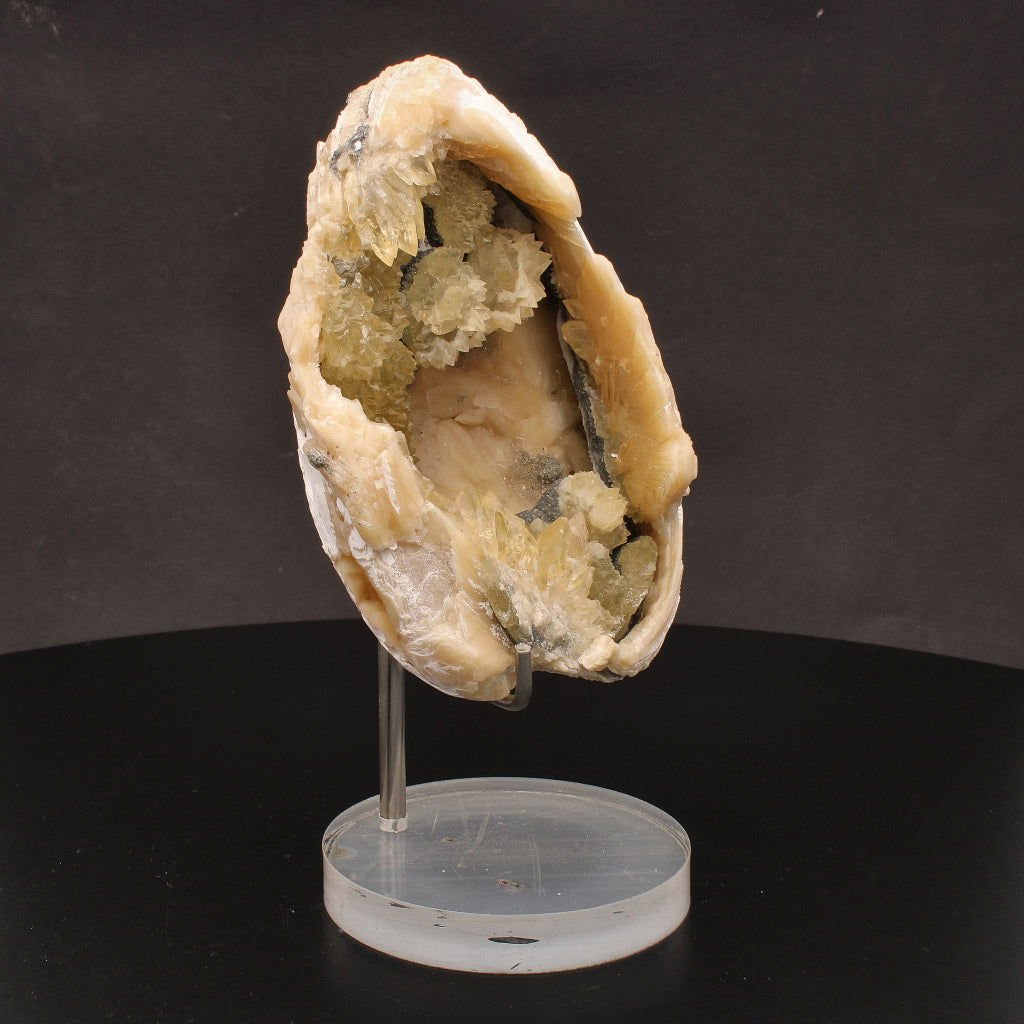 Buy your Rare Mercenaria Permagna Clam Fossil online now or in store at Forever Gems in Franschhoek, South Africa