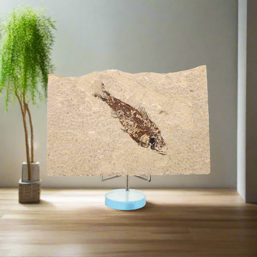 Buy your Real Knightia (Herring's Prehistoric Cousin) Fish Fossil online now or in store at Forever Gems in Franschhoek, South Africa