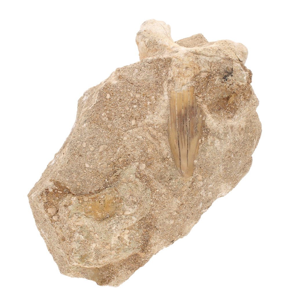 Real Otodus Obliquus Shark Tooth Fossil in Matrix