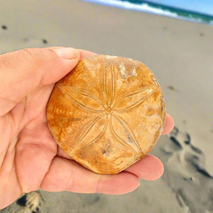 Buy your Real Pansy Shell Fossil - Ocean's Delicate Embrace online now or in store at Forever Gems in Franschhoek, South Africa