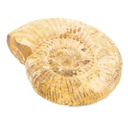 Buy your Stunning White Spine Ammonite from Madagascar - Ocean history! online now or in store at Forever Gems in Franschhoek, South Africa