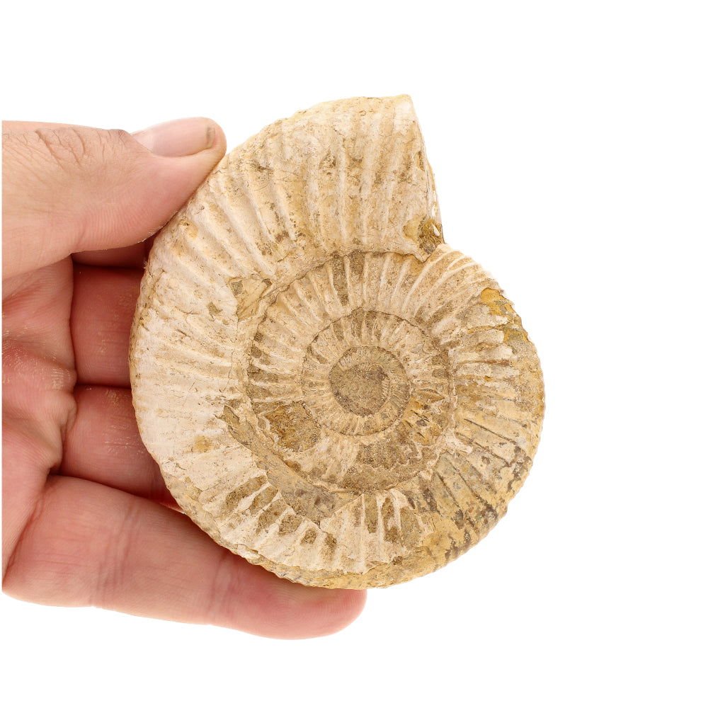 Buy your Stunning White Spine Ammonite from Madagascar - Ocean history! online now or in store at Forever Gems in Franschhoek, South Africa