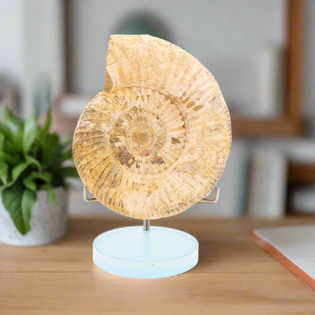 Buy your Stunning White Spine Ammonite from Madagascar - Ocean history! online now or in store at Forever Gems in Franschhoek, South Africa