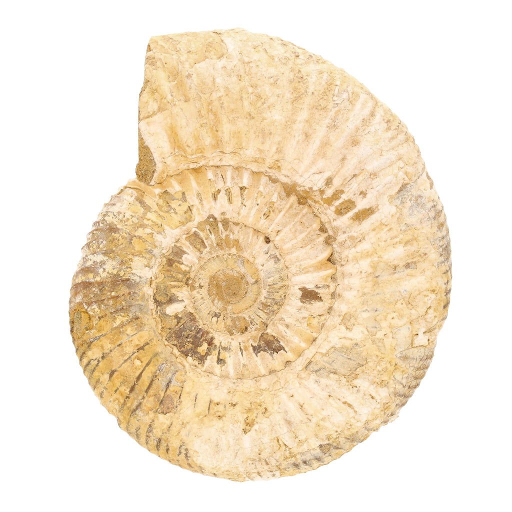 Buy your Stunning White Spine Ammonite from Madagascar - Ocean history! online now or in store at Forever Gems in Franschhoek, South Africa