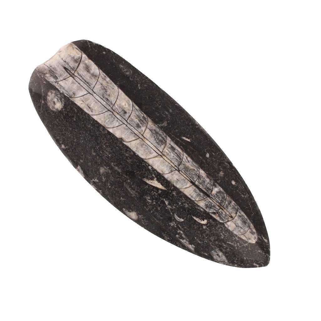 Buy your Unravel Time: Prehistoric Orthoceras Fossil (Morocco) online now or in store at Forever Gems in Franschhoek, South Africa