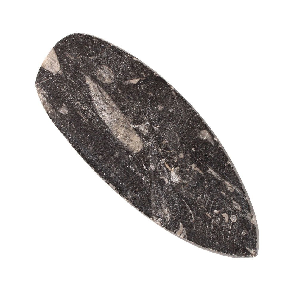 Buy your Unravel Time: Prehistoric Orthoceras Fossil (Morocco) online now or in store at Forever Gems in Franschhoek, South Africa