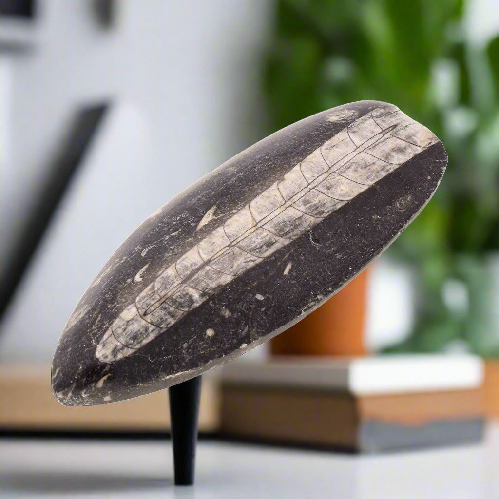 Buy your Unravel Time: Prehistoric Orthoceras Fossil (Morocco) online now or in store at Forever Gems in Franschhoek, South Africa