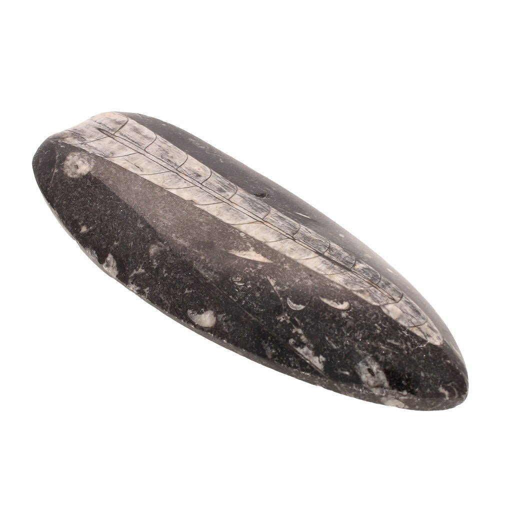 Buy your Unravel Time: Prehistoric Orthoceras Fossil (Morocco) online now or in store at Forever Gems in Franschhoek, South Africa