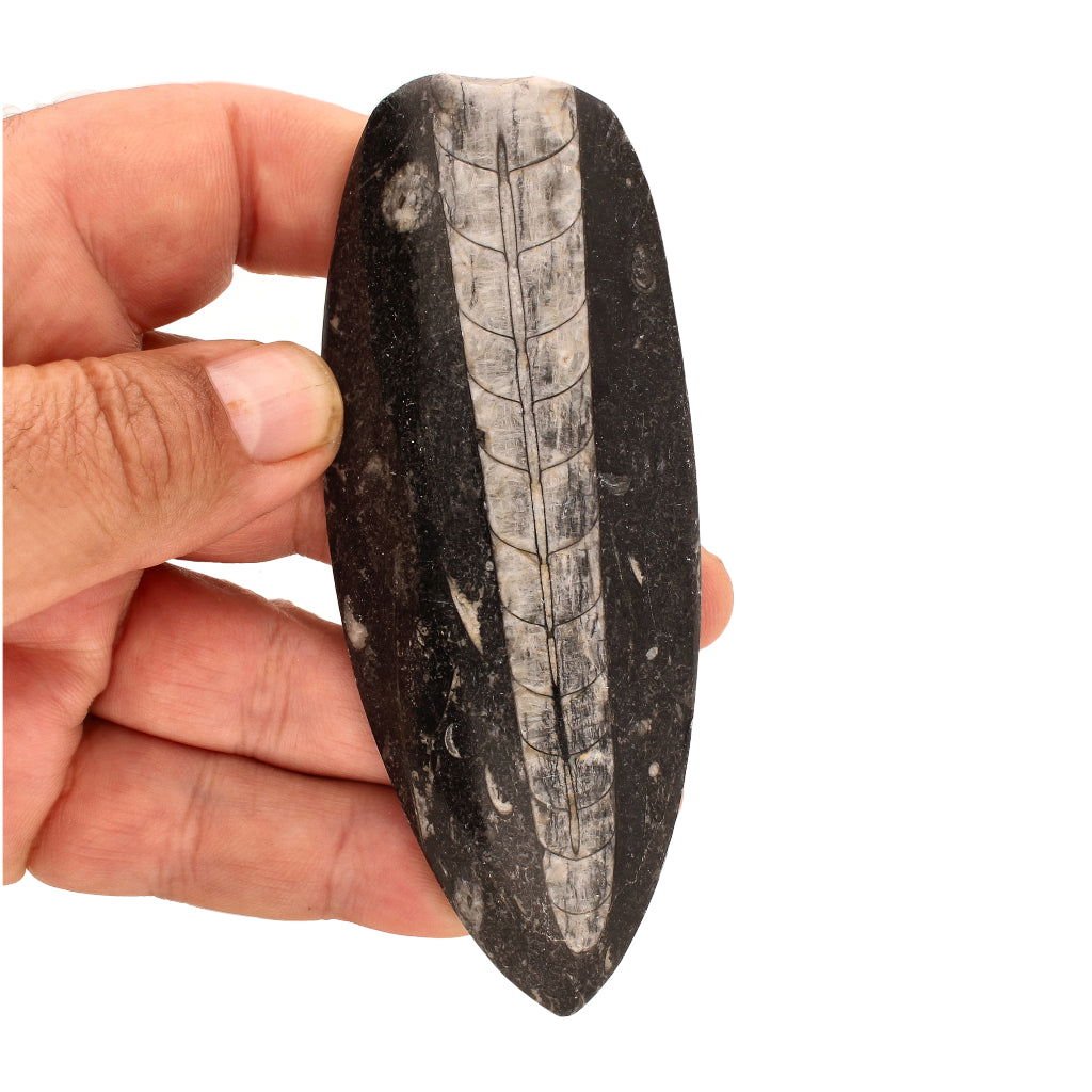 Buy your Unravel Time: Prehistoric Orthoceras Fossil (Morocco) online now or in store at Forever Gems in Franschhoek, South Africa