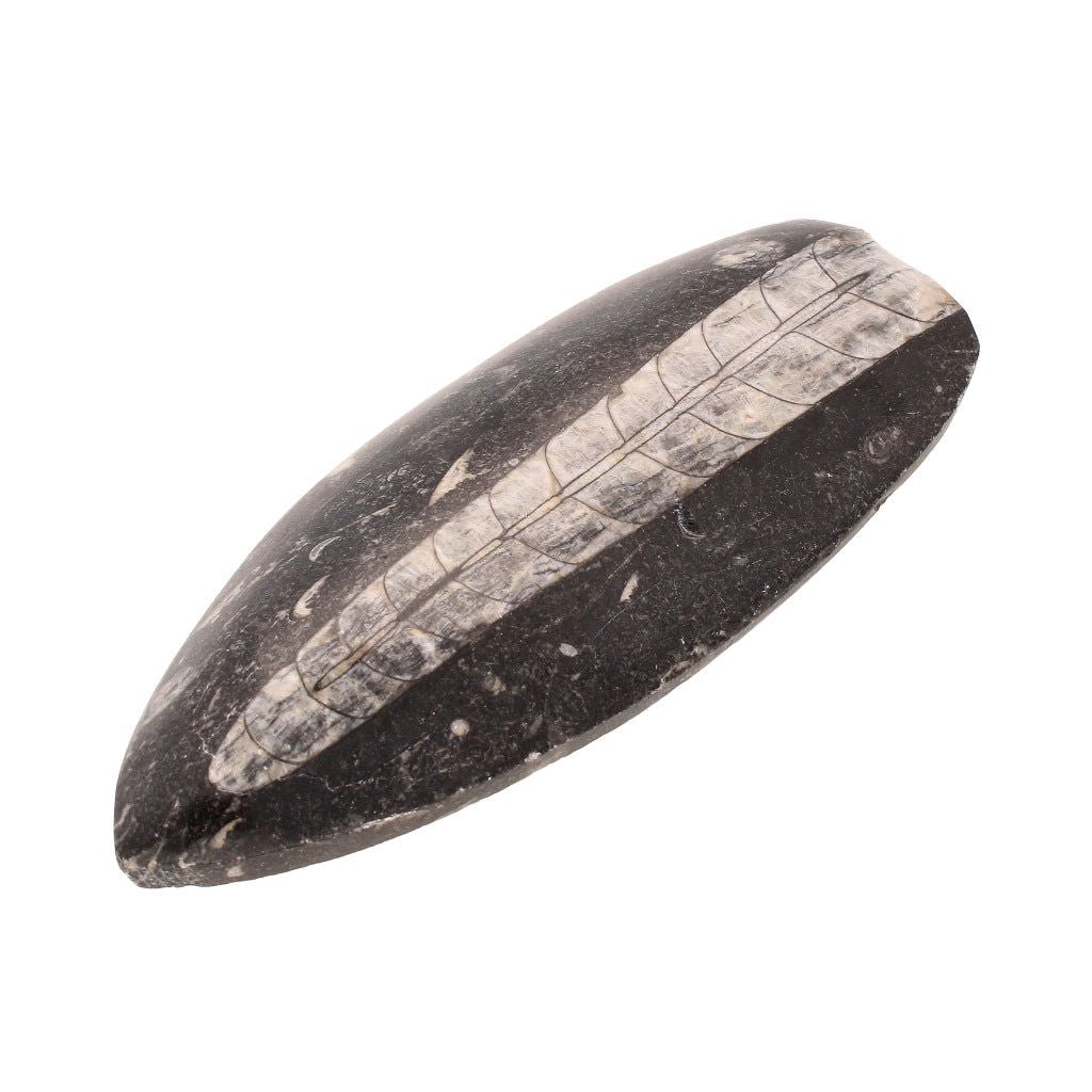 Buy your Unravel Time: Prehistoric Orthoceras Fossil (Morocco) online now or in store at Forever Gems in Franschhoek, South Africa