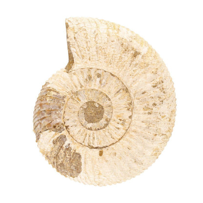 Buy your White Spine Ammonite (Madagascar) - Collector's dream online now or in store at Forever Gems in Franschhoek, South Africa