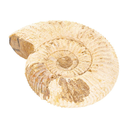 Buy your White Spine Ammonite (Madagascar) - Collector's dream online now or in store at Forever Gems in Franschhoek, South Africa