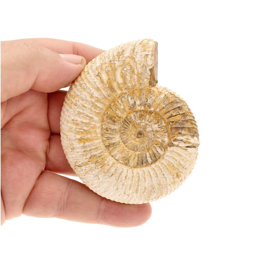 Buy your White Spine Ammonite (Madagascar) - Collector's dream online now or in store at Forever Gems in Franschhoek, South Africa