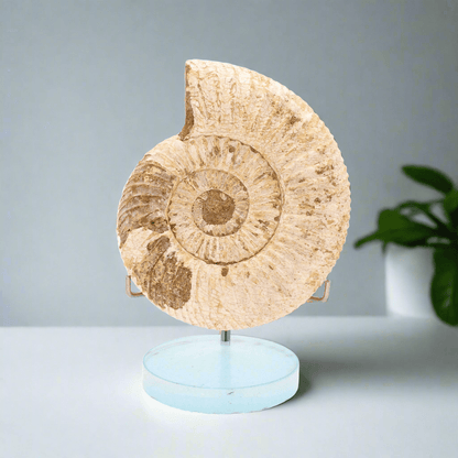 Buy your White Spine Ammonite (Madagascar) - Collector's dream online now or in store at Forever Gems in Franschhoek, South Africa